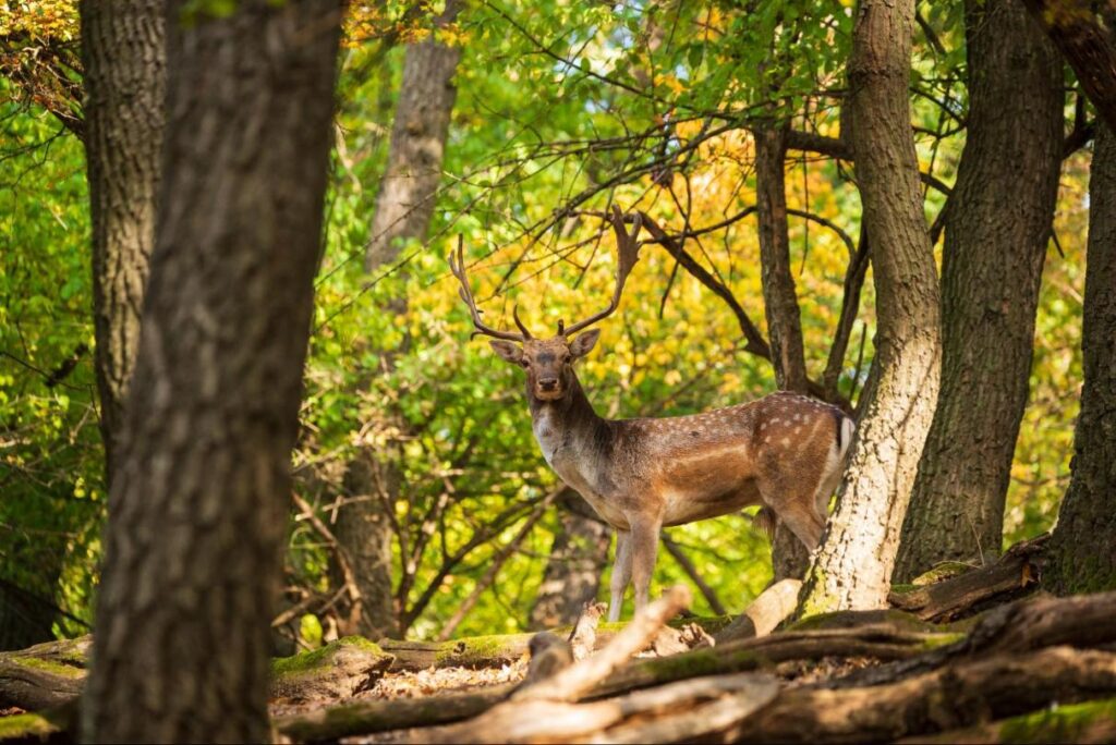 Male Deer In Woods